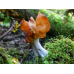 Мицелий Строчка осеннего (Gyromitra infula) Мицелий Строчка осеннего (Gyromitra infula)